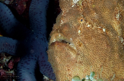 Philippines 2023 - Anilao - DSC07310 Giant frogfish  Antennaire de Commerson  Antennarius commerson